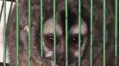 Rescate en Luque: Dos monos nocturnos salvados del tráfico