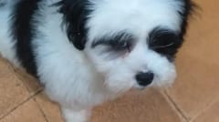 Roban perro de contención a anciana de 88 años