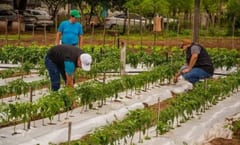Reclusos cosechan 150 kilos de locote en proyecto de reinserción