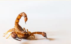 Salud advierte por picaduras de alacranes en verano