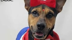 Falleció Laika, la perrita que dio su vida por defender a su dueño