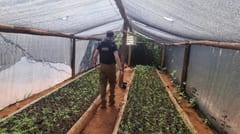 Desarticulan red de marihuana vip en San Pedro y Amambay