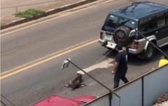 Indignación en Villarrica: arrastran a un perro con camioneta