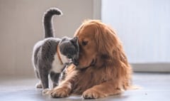 Buscan endurecer penas por zoofilia y crear registro de maltratadores
