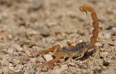 Aumenta la presencia de alacranes por calor y humedad en el país