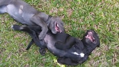 Primer condenado por matar perros es denunciado de nuevo