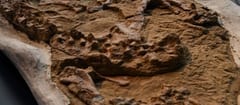 Hallan fósil de cocodrilo marino de 12 millones de años