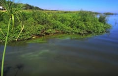 Estudio de la UNA destaca impacto de cianobacterias en el lago Ypacaraí