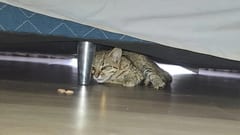 Familia encuentra un tirika escondido bajo la cama en CDE