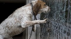Ley de protección animal endurece penas contra maltratadores