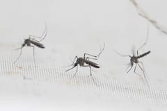 Alerta por dengue: Paraguay podría enfrentar un verano complicado