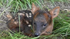 Nace un pudú en Argentina, el ciervo más pequeño del mundo