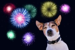 Consejos del Ministerio de Salud para proteger mascotas de bombas navideñas