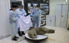 Descubren un mamut de 50.000 años en Siberia