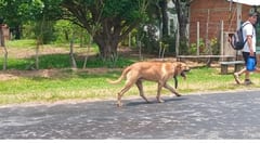 Perrito camina 70 km hasta Caacupé buscando a su dueño