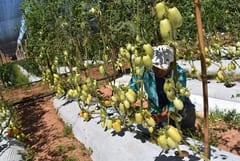 Agricultura paraguaya: fortalezas y desafíos para el 2025