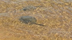 Alerta por picaduras de raya en playa de Encarnación