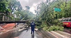 Árbol caído en Mariscal López complica el tránsito
