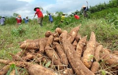 Chaparrones aislados no alivian la crisis agrícola en el país, asegura experto