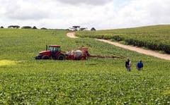 Producción de soja en riesgo por déficit de lluvias en el país