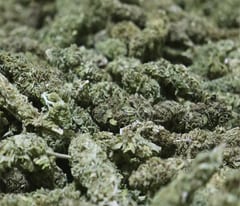 Paraguay Exports Industrial Cannabis Flowers to Switzerland for the First Time