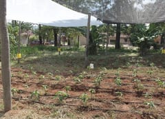 Sector agrícola busca sistemas de riego ante sequía