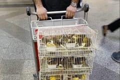 Aeropuerto Silvio Pettirossi: Retienen 72 canarios por falta de documentación sanitaria