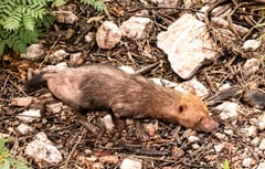 Histórico hallazgo de jagua yvyguy en Serranía San Luis