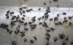 Alerta: invasión de moscas amenaza Asunción y Central