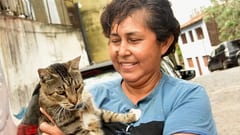 Refugio felino en Loma San Jerónimo alberga a más de 80 gatos