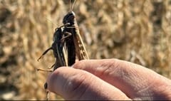 Senave detecta manga de langostas en el Chaco y refuerza medidas de control