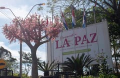 Cerezos en flor atraen turismo a La Paz, Itapúa