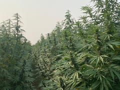 Paraguay podría generar USD 22.000 millones con cannabis