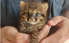 Falta de recursos obliga al Refugio Urutaú a dejar de recibir animales