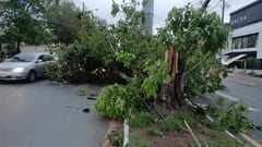 Fuerte viento del sur provoca caída de árboles y carteles en Asunción e Itauguá