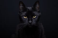Alertan por maltrato a gatos negros en Halloween