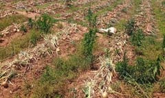Productores llevarán sus cosechas al DNIT en protesta masiva