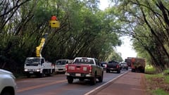 Limpian, podan y mantienen el tradicional Túnel Verde de Santa Rita