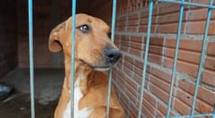 Estado lanza el Registro de Agresores de Animales