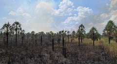 Incendio arrasa 40 hectáreas en San Bernardino
