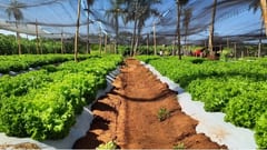 Agricultura advierte impacto por ola de calor y sequía