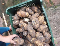 Hambre Cero: denuncian bananas podridas y falta de tomate