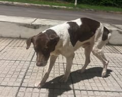 Lanzan plataforma para reportar mascotas perdidas