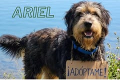 Defensa Animal impulsa la adopción de perros y gatos rescatados
