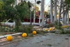 Fuertes vientos causan caída de árboles y daños materiales en San Lorenzo