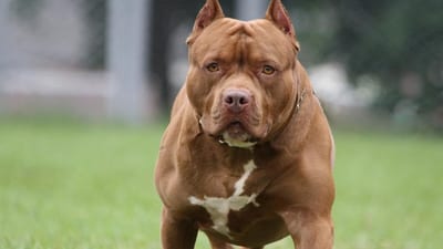 Ataque de pitbull deja gravemente herida a mujer en Ñemby