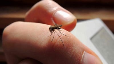 Dengue se dispara: 382 casos en tres semanas