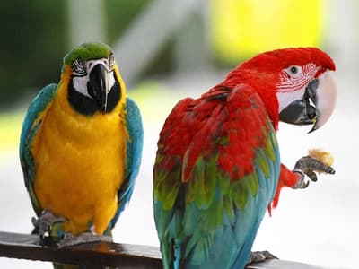Roban dos papagayos del Jardín Botánico