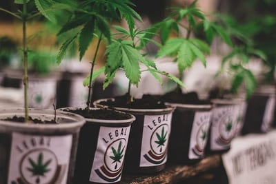 Senadores rechazan marihuana pero evitan hablar de crimen organizado