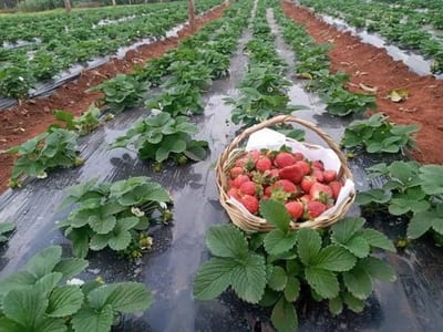 Productores de frutilla invitan a mini festival para niños en Areguá